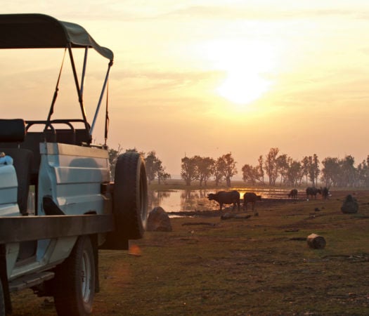 bamurru-plains-buffalo-sunset