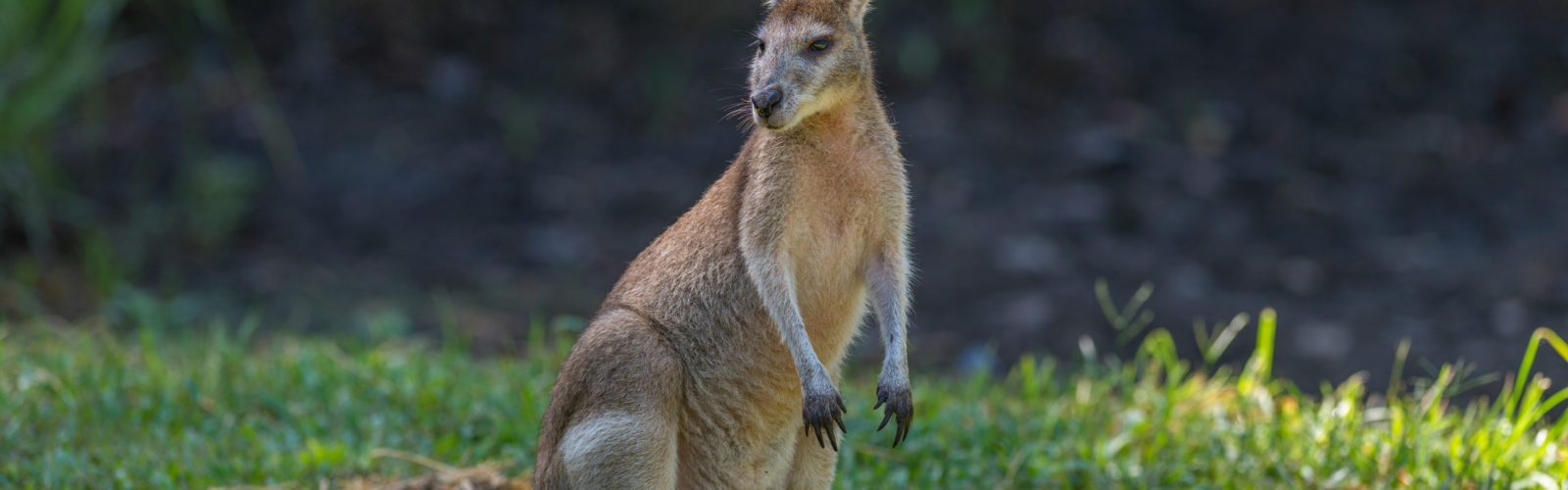 thala-beach-nature-reserve-wallaby