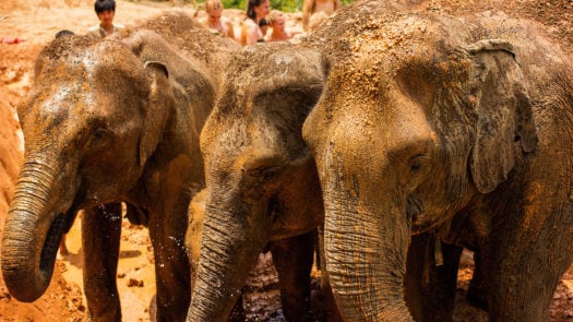 thailand-elephants