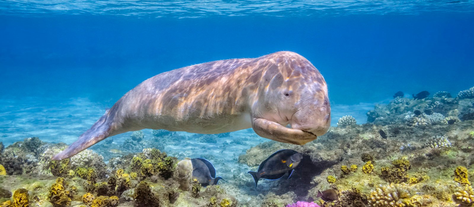 dugong-calf-red-sea