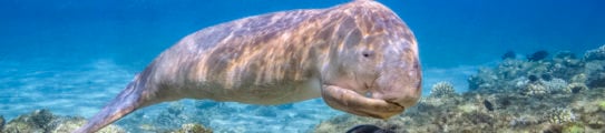 dugong-calf-red-sea