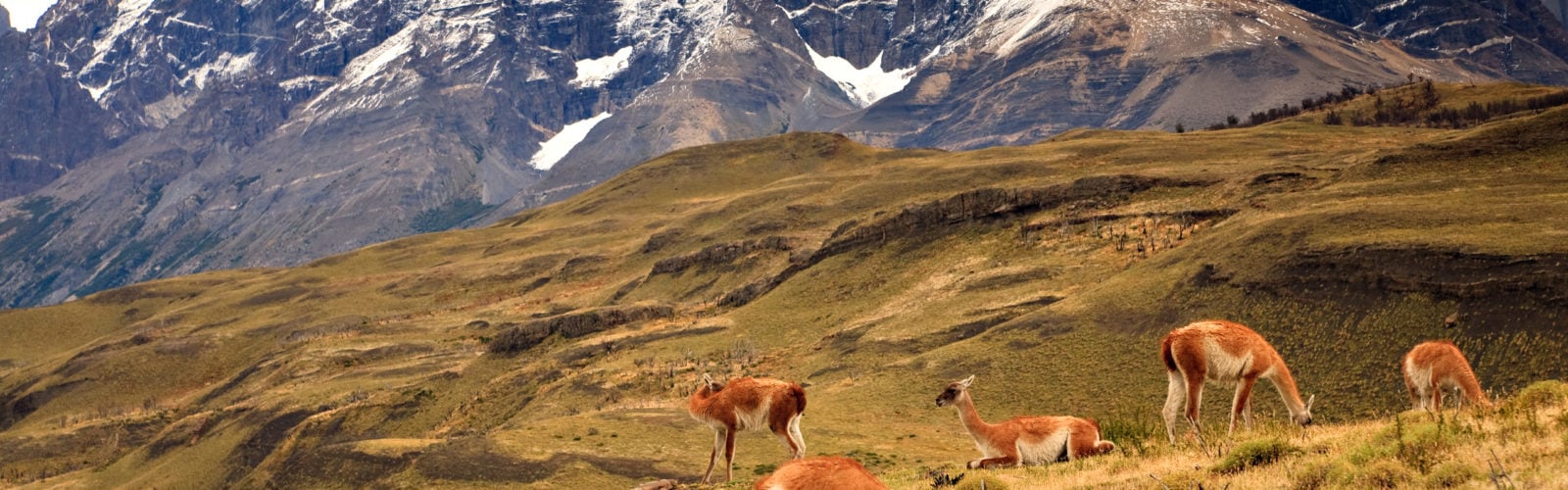 Guanaco Herd in Torres del Paine Mountain Range