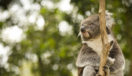 A Koala sitting in a tree in a National Park near Ballarat, Victoria, Australia.