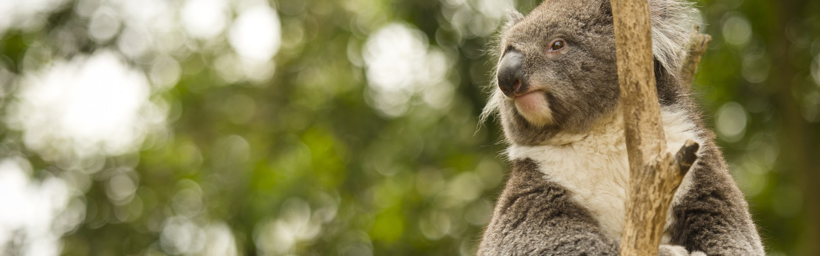 A Koala sitting in a tree in a National Park near Ballarat, Victoria, Australia.