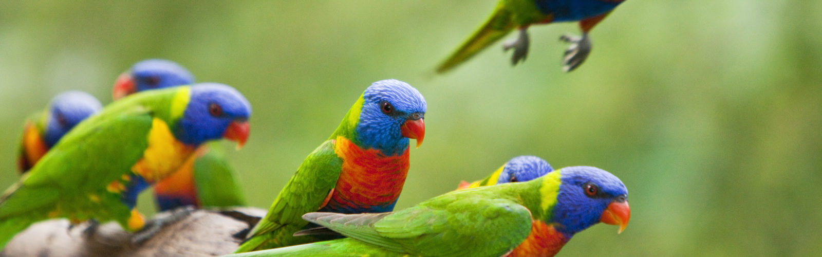 rose-gums-parrots