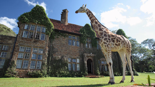 Giraffe, Giraffe Manor, Nairobi, Kenya