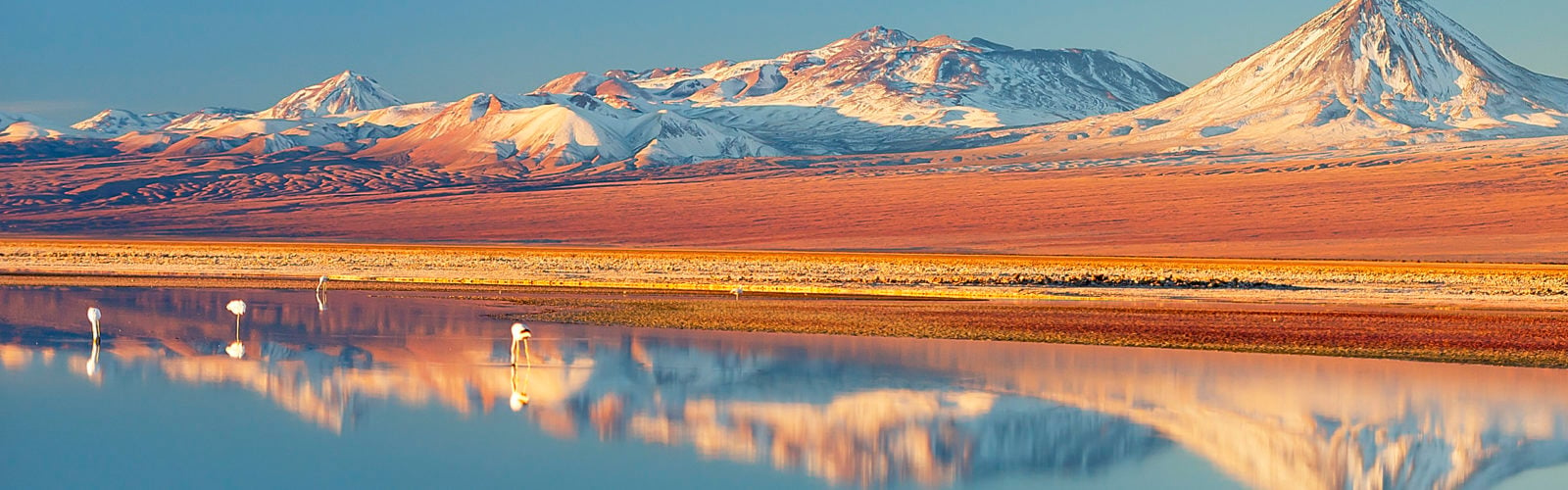 Wild Flamingos stand in a salt lagoon of Atacama desert, Chile