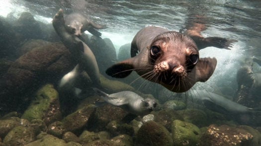 Close up of a sea lion in Galapagos Islands