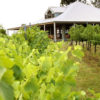 Spicers Vineyards in New South Wales