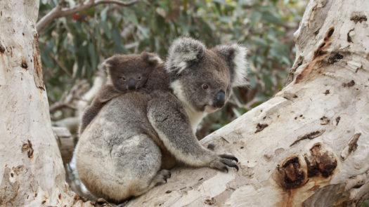Baby Koala on Mother's Back