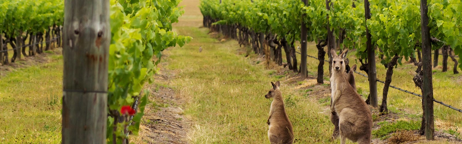 Hunter valley kangaroos in the vineyard
