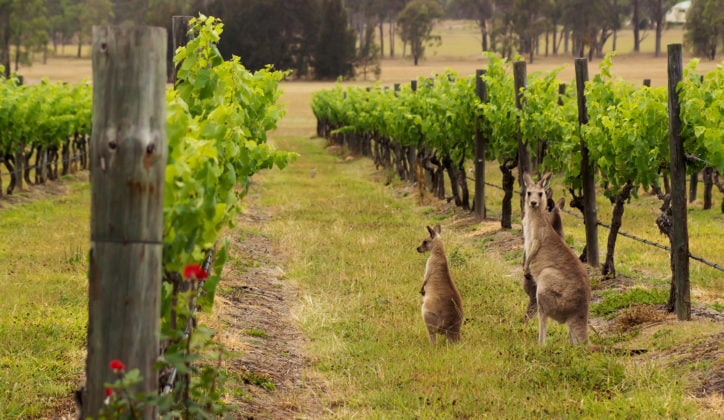 Hunter valley kangaroos in the vineyard