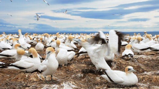 cape-kidnapper-gannet-colony