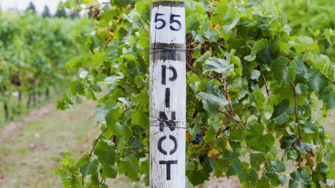 pinot-grapevine-vineyard-australia