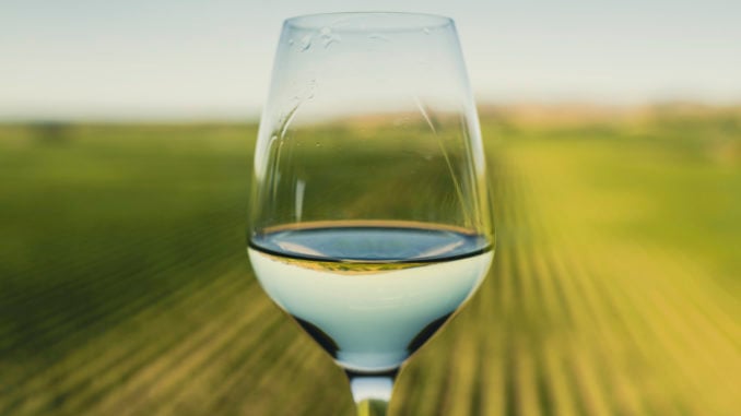 Wine glass at a vineyard in Marlborough, New Zealand