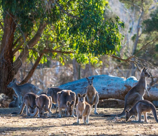 kangaroos-australia