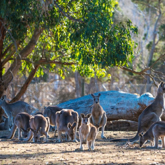 kangaroos-australia