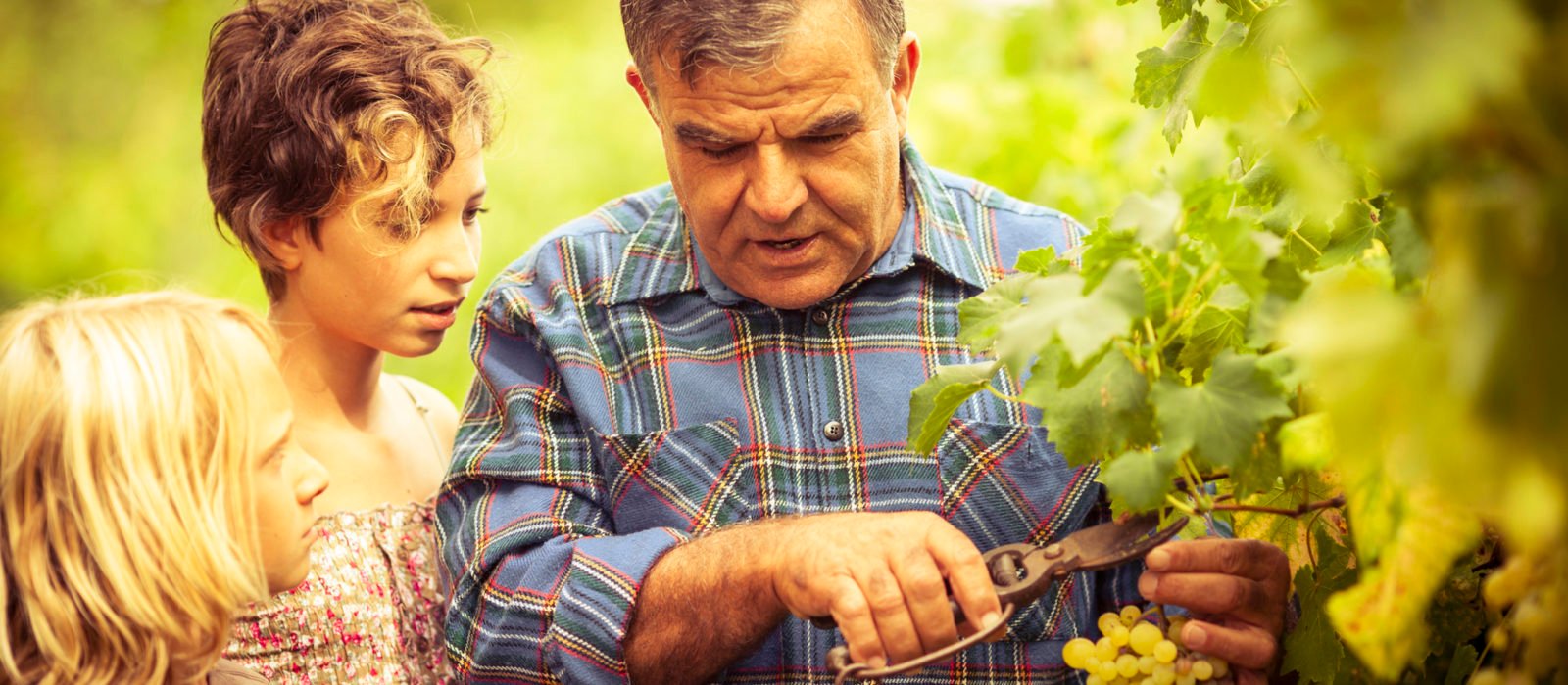 grandfather-grandchildren-vineyard-europe