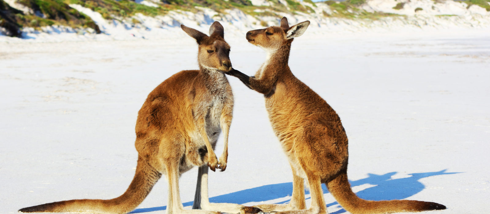 Kangaroo Mother and Young cuddling, Lucky Bay, Australia