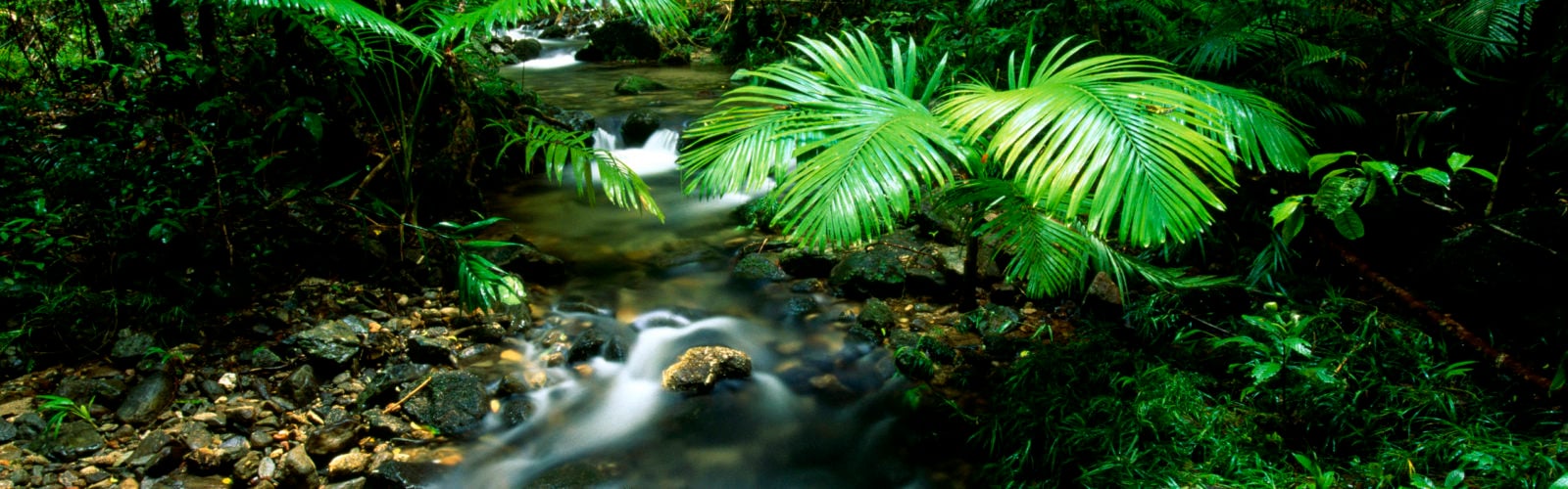 A River flows through Daintree Rainforest, Australia