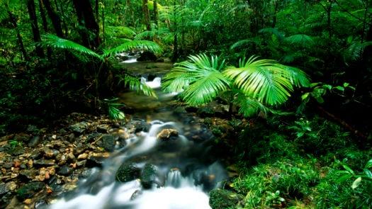 A River flows through Daintree Rainforest, Australia