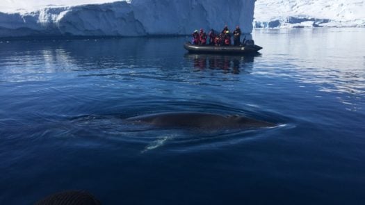 Minke whale on Antarctica cruise