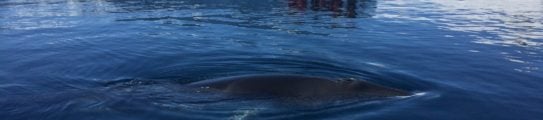 Minke whale on Antarctica cruise