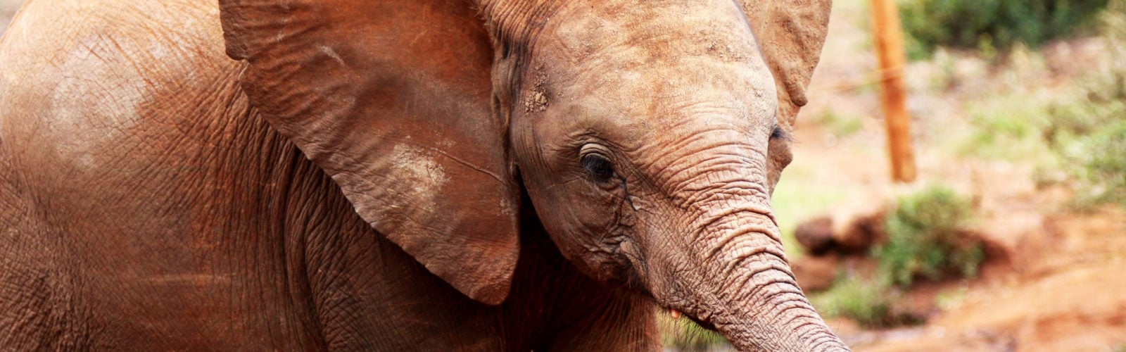 elephant-orphanage-baby