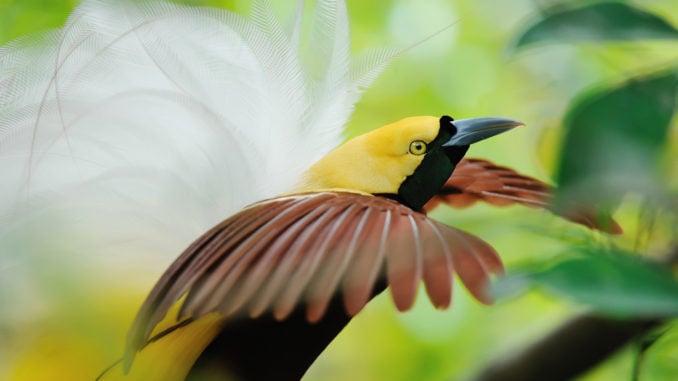 bird-of-paradise