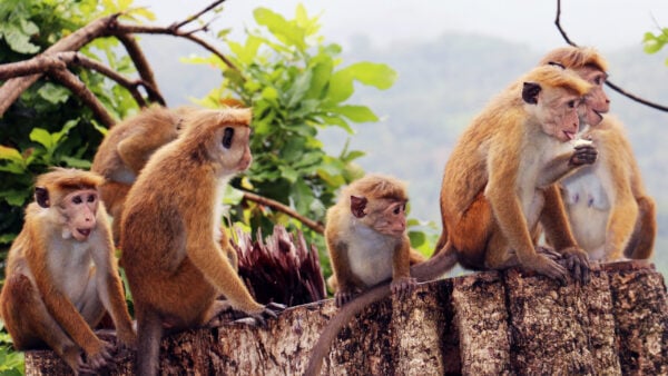 kandy-monkeys
