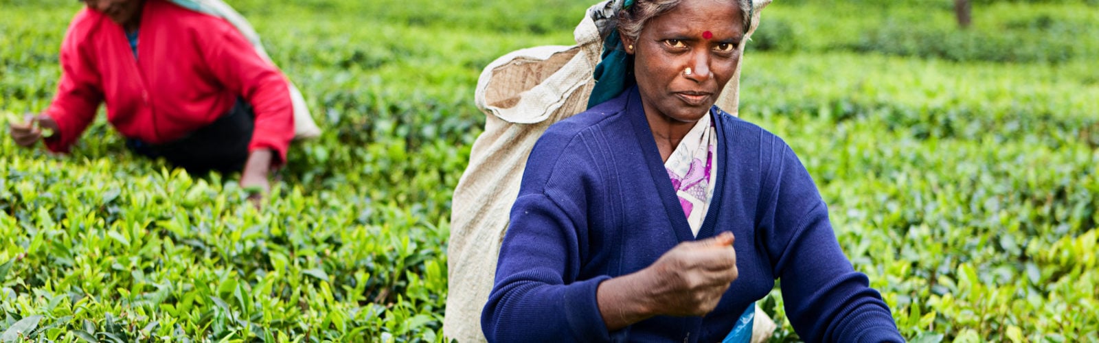 tea-pickers-sri-lanka