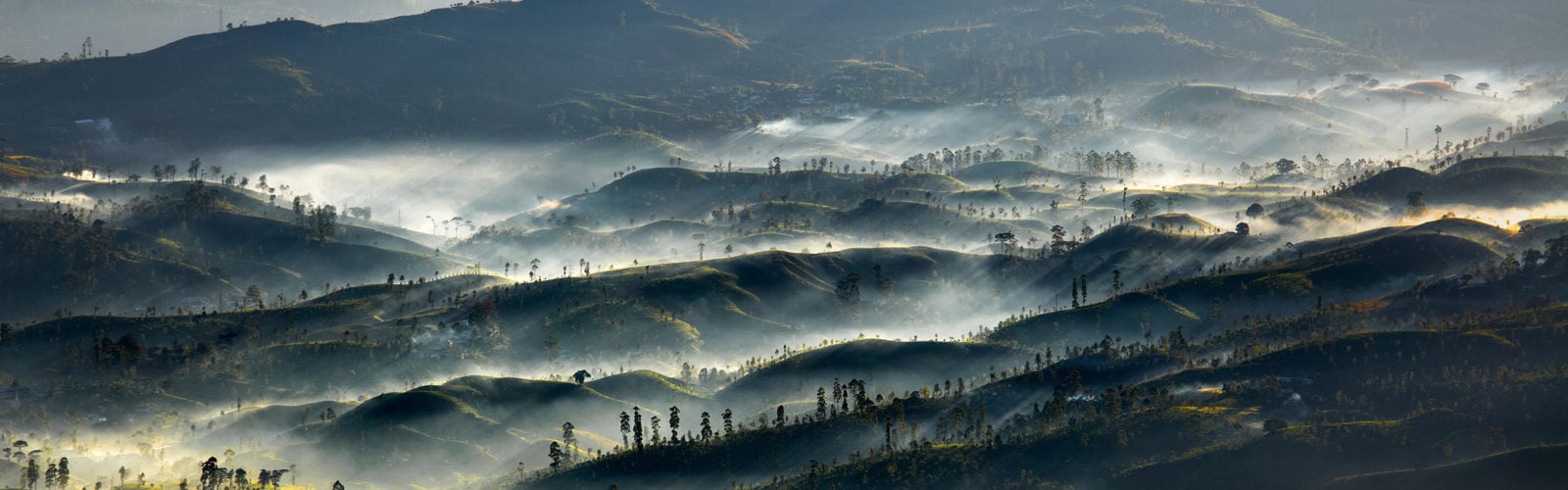 tea-plantations-sri-lanka-misty