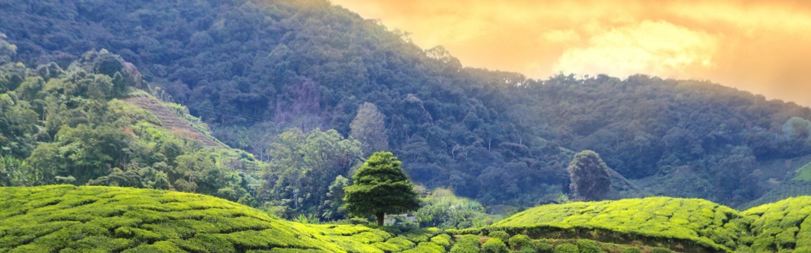 tea-plantations-sri-lanka-sunset
