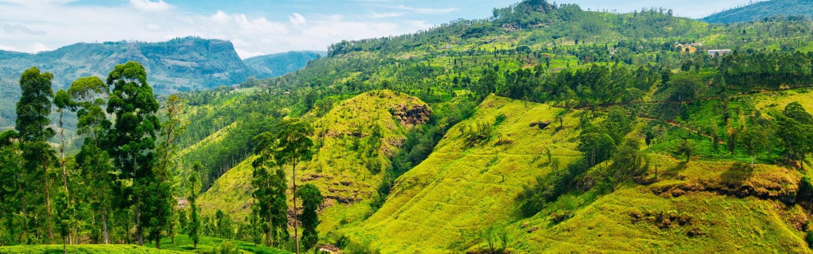 tea-plantation-landscape-sri-lanka