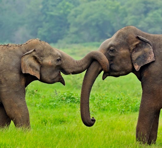 wild-elephant-sri-lanka