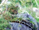 leopard-sri-lanka