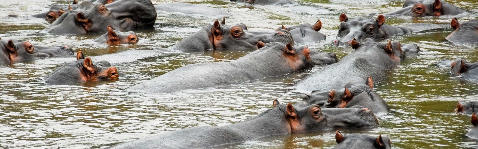 Hippos, Ishasha river, Queen Elizabeth National Park, Uganda