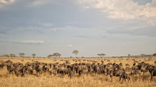 tanzania-serengeti-migration