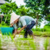 river-resort-rice-harvesting