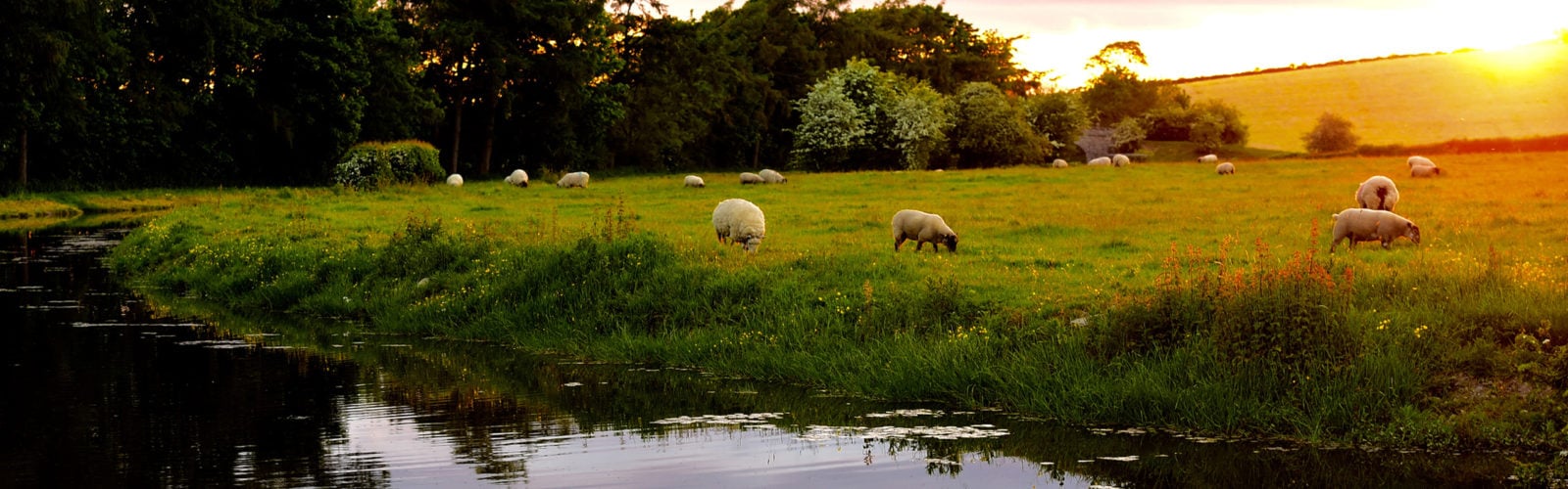 lake-district-sheep