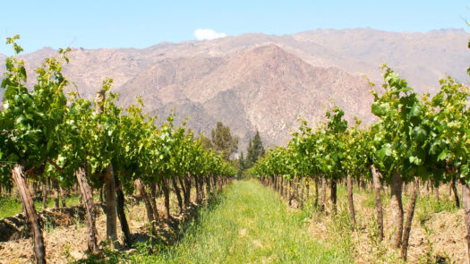 Vineyard in Cafayate, Argentina