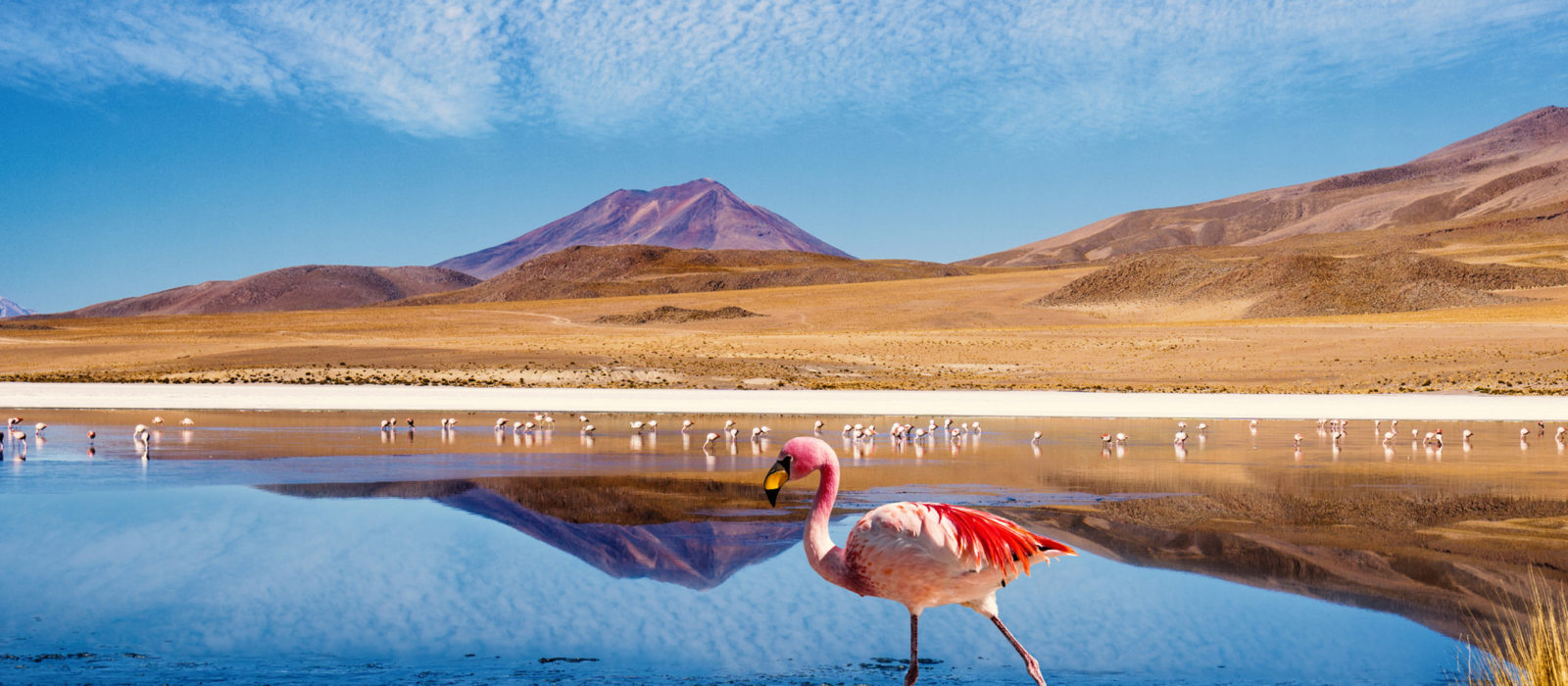 Ruta de las Joyas altoandinas Laguna Bolivia Flamingo