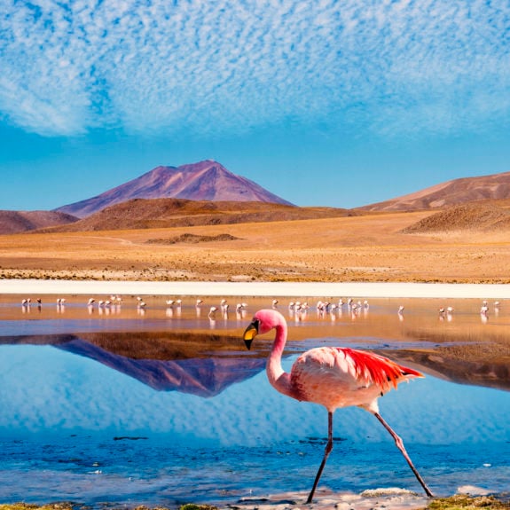 Ruta de las Joyas altoandinas Laguna Bolivia Flamingo