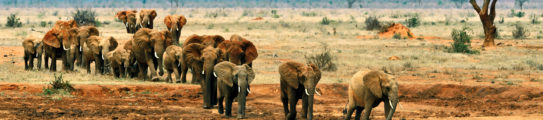 elephanst-tsavo-east-kenya-africa