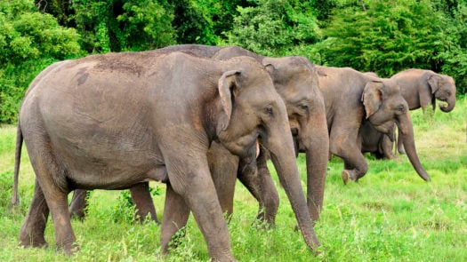 elephant-gathering-minneriya-national-park-sri-lanka