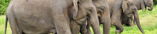 elephant-gathering-minneriya-national-park-sri-lanka