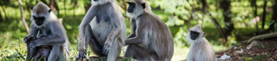 monkey-polonnaruwa-sri-lanka