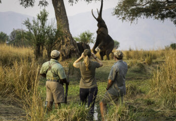 walking-safari-ruckomechi-zimbabwe