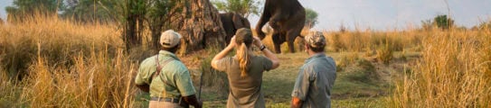 walking-safari-ruckomechi-zimbabwe