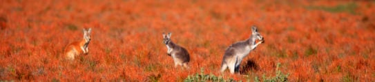 kangaroos Flinders Ranges